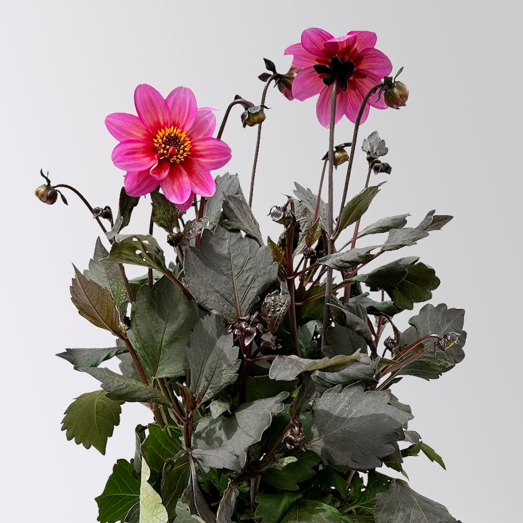 Dahlie 'Dahlegria® Tricolore', pink, Topf- Ø 21/22 cm