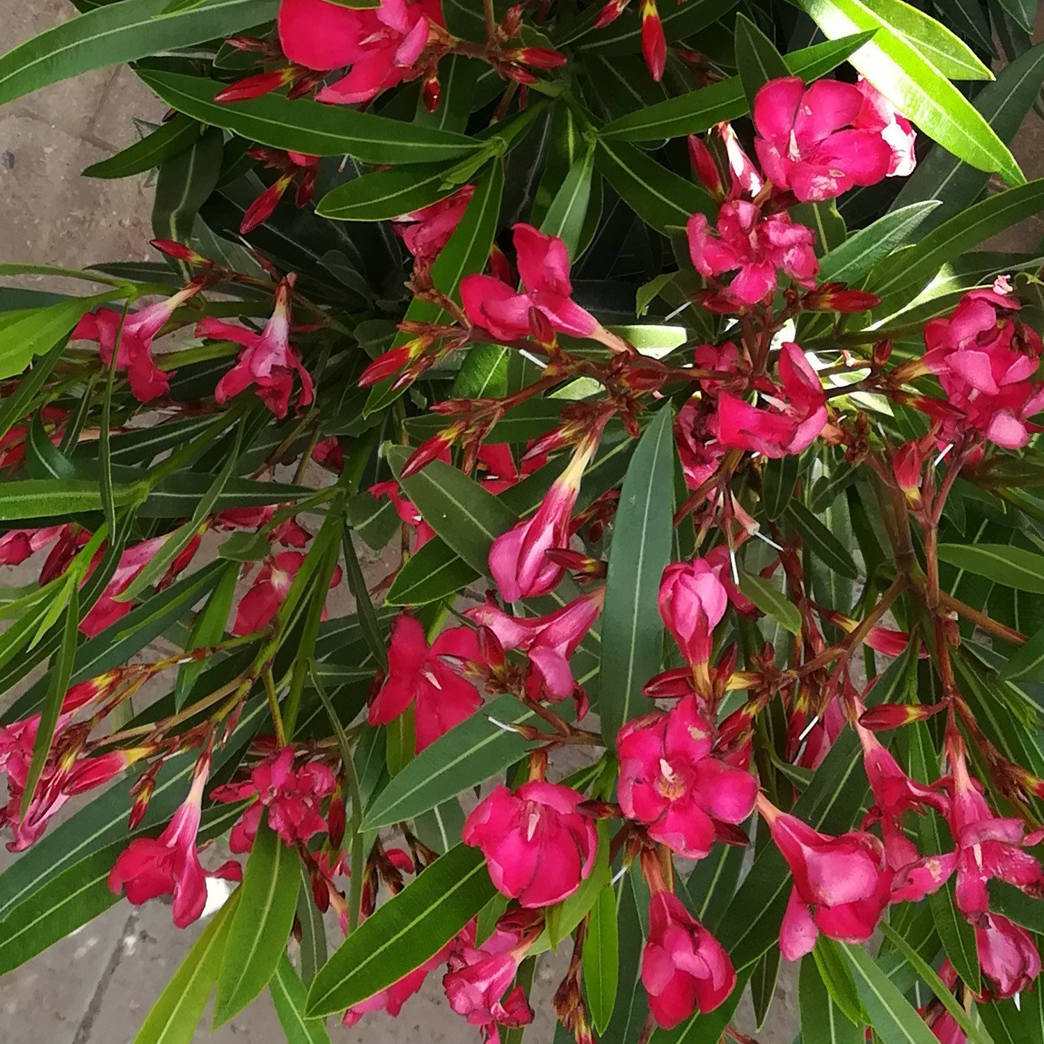 Oleander rot oder rosa gefüllt, Busch, Topf-Ø 40 cm, Höhe ca. 120 cm