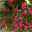 Oleander rot oder rosa gefüllt, Busch, Topf-Ø 40 cm, Höhe ca. 120 cm