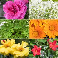 Pflanzenkreation 'Sonnenkünstler', 12 Pflanzen inkl. Erde und Dünger