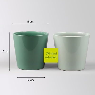 Schwertfarn in Übertopf Dallas seegrün & gletscherblau, Topf-Ø 12cm, 2 Pflanzen Schwertfarn in Übertopf Dallas seegrün & gletscherblau, Topf-Ø 12cm, 2 Pflanzen