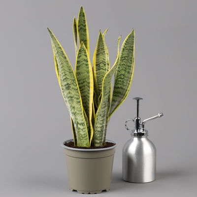 Bogenhanf in Übertopf Vibes weiß, Topf-Ø 12 cm, Höhe ca. 45 cm