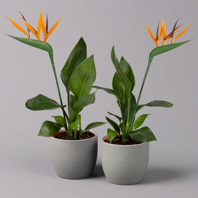 Strelitzia reginae, inkl. Kunstblüte, Topf-Ø 13 cm, Höhe ca. 40 cm, 2er-Set