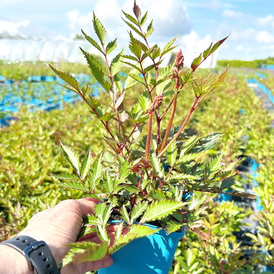 Bio Prachtspiere rosa, Topf 11x11 cm, 3 Pflanzen
