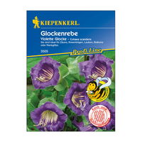 Blumensamen, Glockenrebe, lila