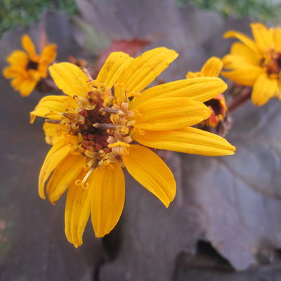 Bio Kreuzkraut 'Franz Feldweber', gelb, Topf 11x11 cm, 3 Pflanzen Bio Kreuzkraut 'Franz Feldweber', gelb, Topf 11x11 cm, 3 Pflanzen