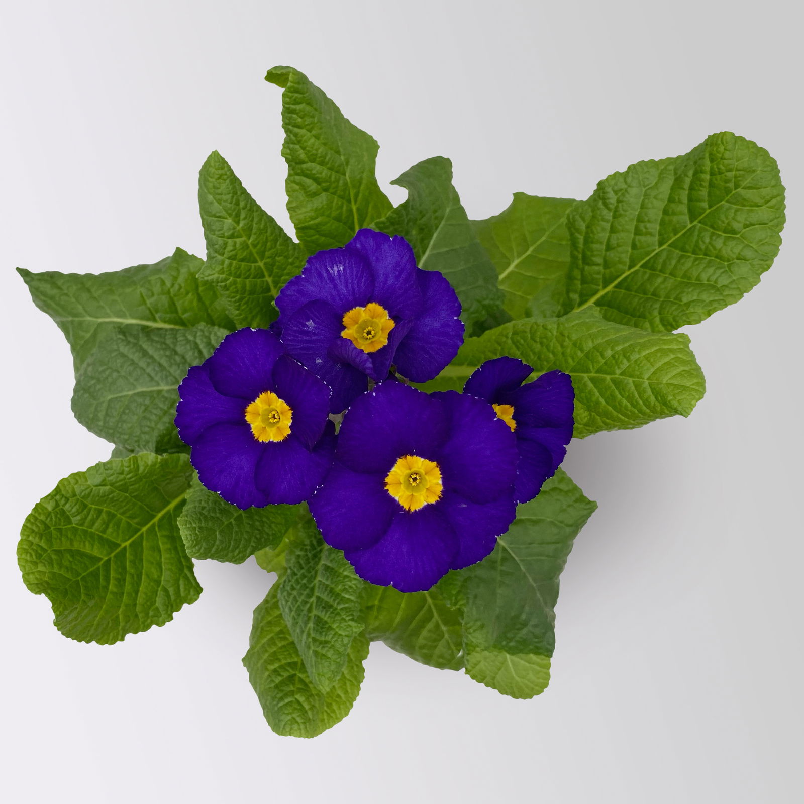 Hohe Schlüsselblume 'Inara® Blue', blau-violett, Topf-Ø 13 cm, 6 Pflanzen Hohe Schlüsselblume 'Inara® Blue', blau-violett, Topf-Ø 13 cm, 6 Pflanzen