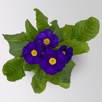 Hohe Schlüsselblume 'Inara® Blue', blau-violett, Topf-Ø 13 cm, 6 Pflanzen Hohe Schlüsselblume 'Inara® Blue', blau-violett, Topf-Ø 13 cm, 6 Pflanzen