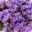 Campanula 'Ambella® Lavender' flieder, Topf-Ø 12 cm, 3er-Set