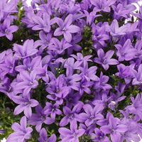 Campanula 'Ambella® Lavender' flieder, Topf-Ø 12 cm, 3er-Set