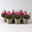 Prachtkerze, pink, Topf-Ø 13 cm, 6 Pflanzen