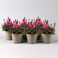 Prachtkerze, pink, Topf-Ø 13 cm, 6 Pflanzen
