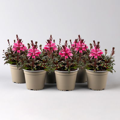 Prachtkerze, pink, Topf-Ø 13 cm, 6 Pflanzen Prachtkerze, pink, Topf-Ø 13 cm, 6 Pflanzen