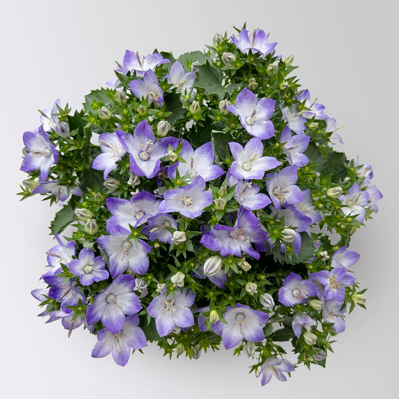 Glockenblume 'Fancy Mee'®, weiß-lilablau, Topf-Ø 10,5 cm, 6 Pflanzen