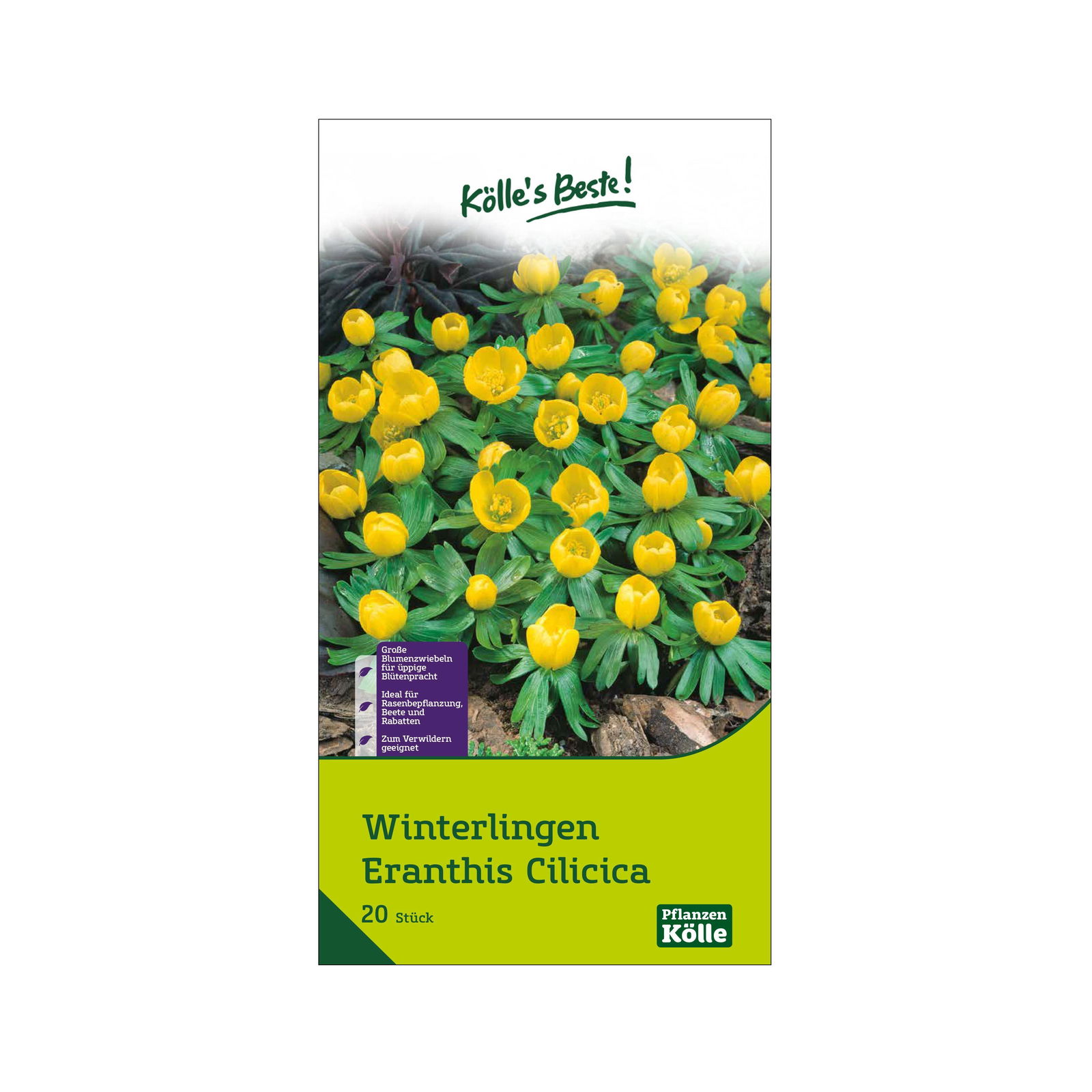 Winterlinge (Eranthis Cilicica) gelb, 20 Blumenzwiebeln