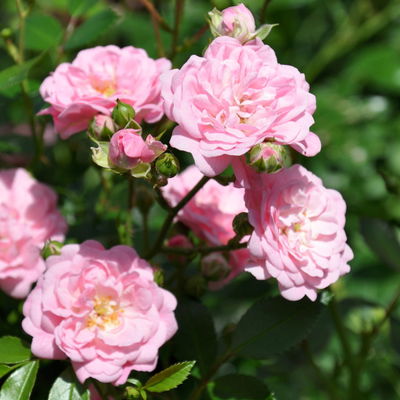 Bodendeckerrose 'The Fairy'®, rosa, Topf 3 Liter, 4 Pflanzen Bodendeckerrose 'The Fairy'®, rosa, Topf 3 Liter, 4 Pflanzen