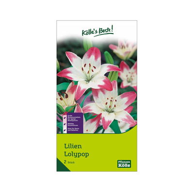 XXL Lilie Lollypop weiß/rosa, 2 Blumenknollen XXL Lilie Lollypop weiß/rosa, 2 Blumenknollen