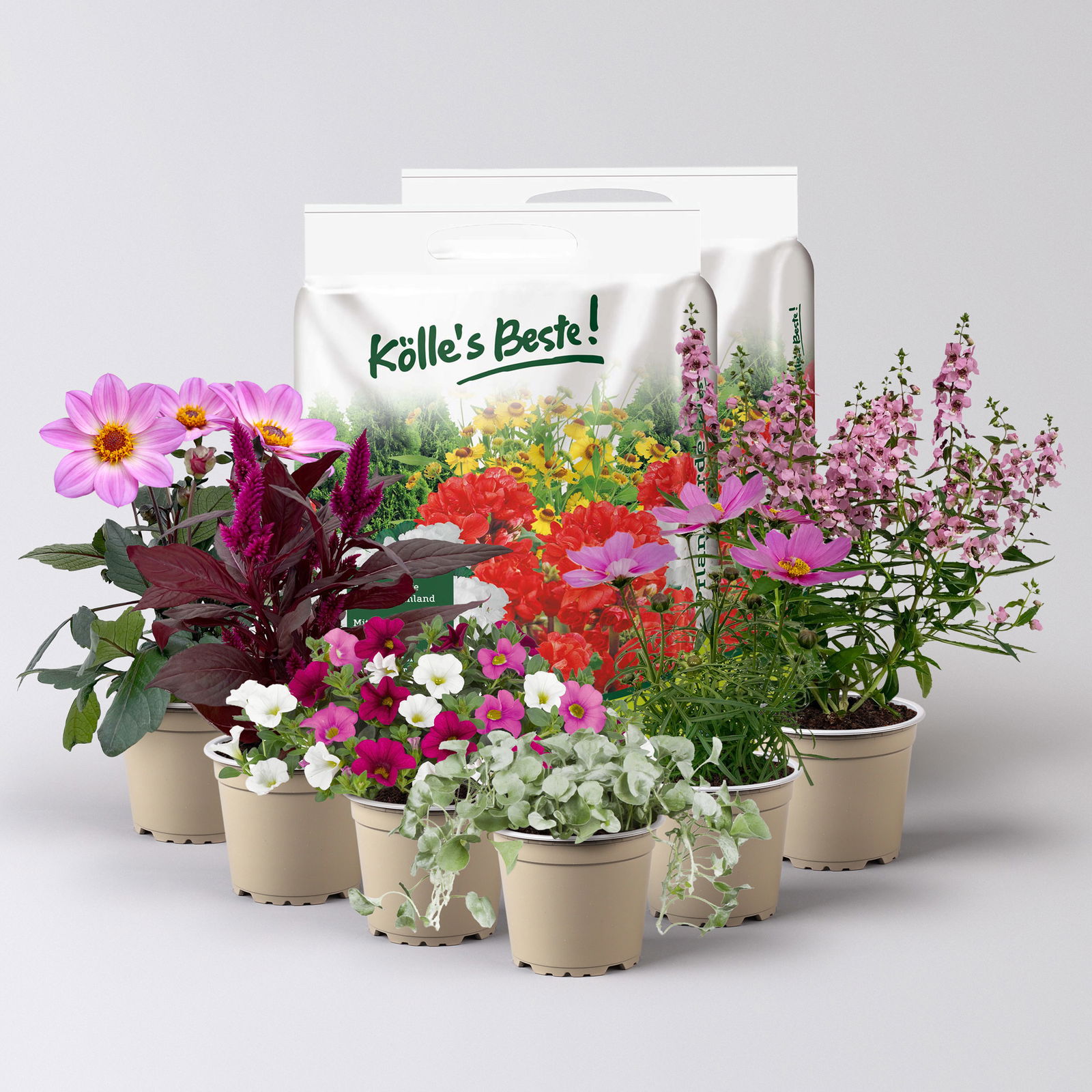 Pflanzenkreation Sommerromantik, groß, 6 Pflanzen inkl. Erde