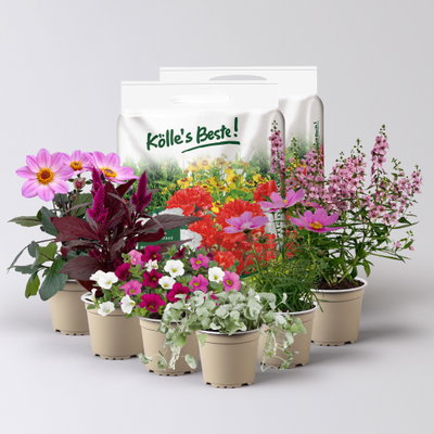 Pflanzenkreation Sommerromantik, groß, 6 Pflanzen inkl. Erde Pflanzenkreation Sommerromantik, groß, 6 Pflanzen inkl. Erde