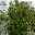 Kirschlorbeer 'Greentorch' cov., 2er-Set, Höhe 60-80 cm, Topf je 7 Liter