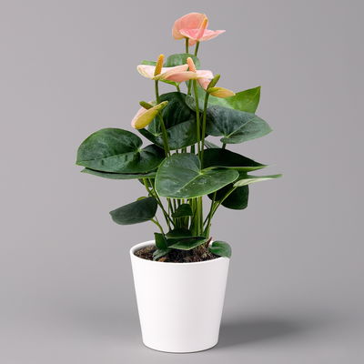 Flamingoblume 'Spirit Champion' hellrosa, inkl. Übertopf Dallas, Topf-Ø 12 cm