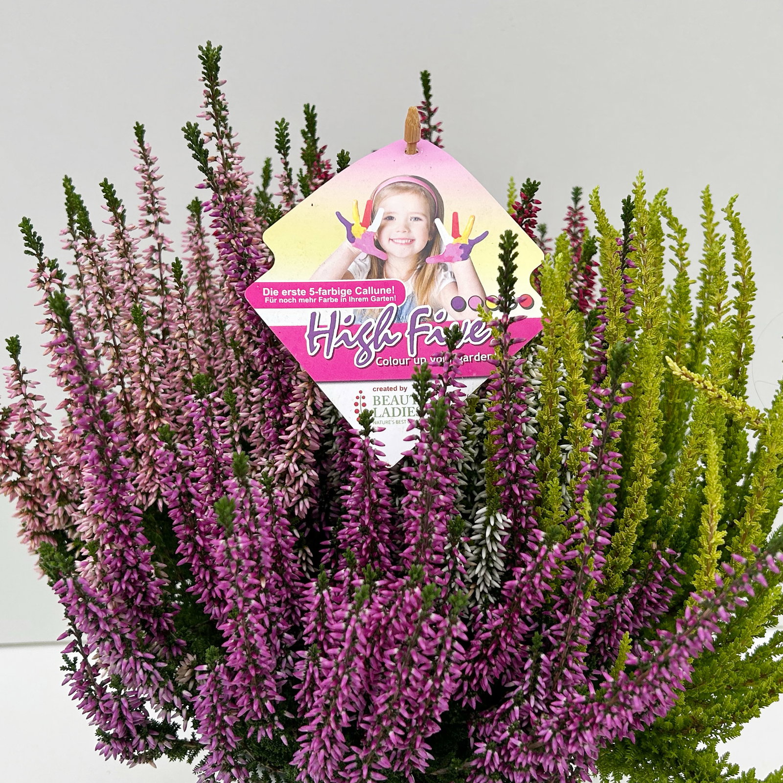 Knospenheide 'High Five®', fünffarbig, Topf-Ø 17 cm, 2 Pflanzen