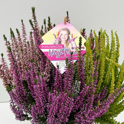 Knospenheide 'High Five®', fünffarbig, Topf-Ø 17 cm, 2 Pflanzen
