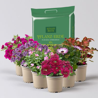 Pflanzenkreation 'Lillet Wild Berry', 6 Pflanzen inkl. Erde