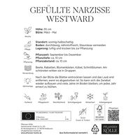 Gefüllte Narzissen 'Westward', weißgelb, Größe 12/14, 7 Blumenzwiebeln