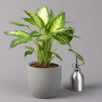 Dieffenbachie 'Camilla' , Topf-Ø17cm, Höhe ca. 50-60 cm