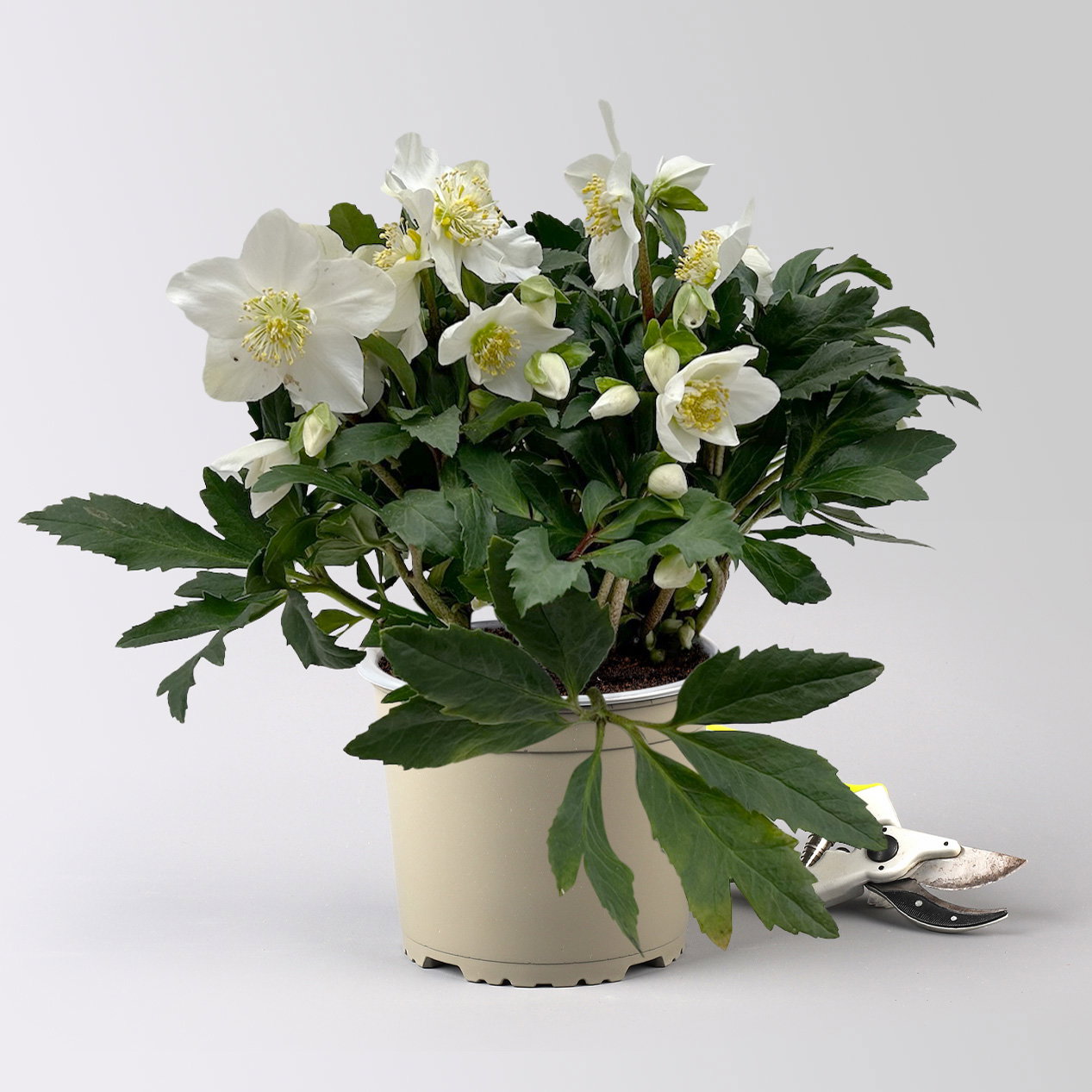 Christrose 'HGC® Wintergold®', weiß, Topf-Ø 17 cm, 2 Pflanzen Christrose 'HGC® Wintergold®', weiß, Topf-Ø 17 cm, 2 Pflanzen