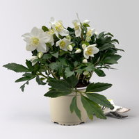 Christrose 'HGC® Wintergold®', weiß, Topf-Ø 17 cm, 2 Pflanzen Christrose 'HGC® Wintergold®', weiß, Topf-Ø 17 cm, 2 Pflanzen
