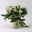 Christrose 'HGC® Wintergold®', weiß, Topf-Ø 17 cm, 2 Pflanzen Christrose 'HGC® Wintergold®', weiß, Topf-Ø 17 cm, 2 Pflanzen
