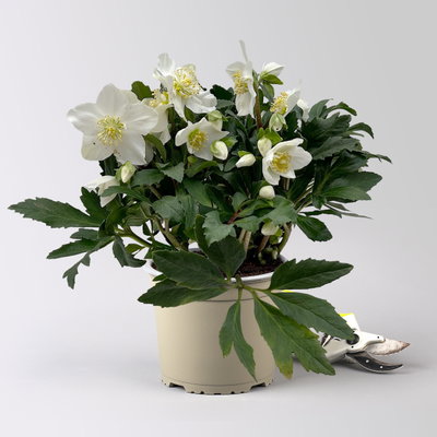 Christrose 'HGC® Wintergold®', weiß, Topf-Ø 17 cm, 2 Pflanzen Christrose 'HGC® Wintergold®', weiß, Topf-Ø 17 cm, 2 Pflanzen