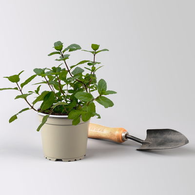 Hemingway-Minze, Kölle Bio, 12cm Topf, frisch aus unserer Bio-Gärtnerei Hemingway-Minze, Kölle Bio, 12cm Topf, frisch aus unserer Bio-Gärtnerei