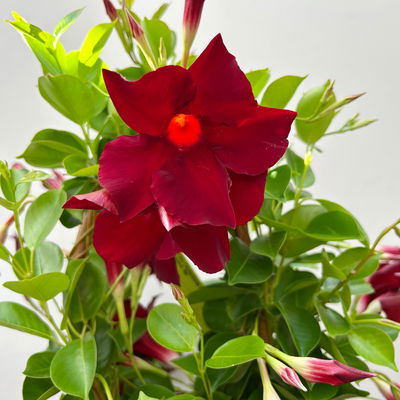 Dipladenie dunkelrot, Doppelbogen, Topf-Ø 17 cm,  Höhe ca. 60 cm