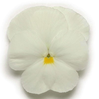 Stiefmütterchen, weiß, Sorte zufällig, Topf-Ø 13 cm, 6 Pflanzen Stiefmütterchen, weiß, Sorte zufällig, Topf-Ø 13 cm, 6 Pflanzen