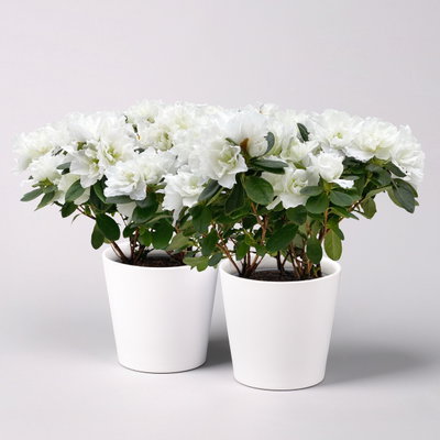 Azalee weiß gefüllt mit Keramiktopf Dallas weiß, Topf-Ø 12 cm, 2er-Set Azalee weiß gefüllt mit Keramiktopf Dallas weiß, Topf-Ø 12 cm, 2er-Set