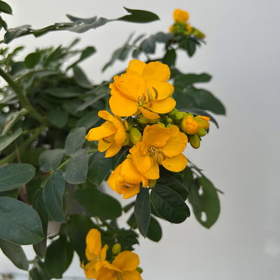 Gewürzrinde, gelb, Topf-Ø 17, 2 Pflanzen