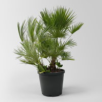 Chamaerops humilis, Multistamm, Topf 45 Liter, Höhe ca. 150-175 cm