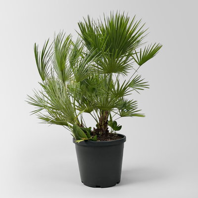 Chamaerops humilis, Multistamm, Topf 45 Liter, Höhe ca. 150-175 cm