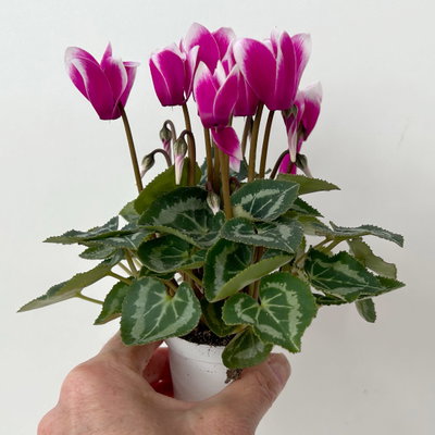 Alpenveilchen Outdoor 'Fantasia', Mini , lila-weiß, Topf-Ø 6 cm, 10 Pflanzen Alpenveilchen Outdoor 'Fantasia', Mini , lila-weiß, Topf-Ø 6 cm, 10 Pflanzen