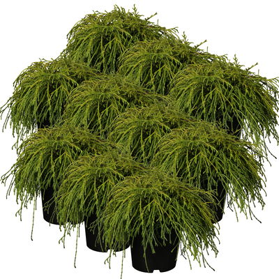 Grüne Zwerg-Fadenzypresse, 10er-Set, Höhe 15-20 cm, Topf 2 Liter Grüne Zwerg-Fadenzypresse, 10er-Set, Höhe 15-20 cm, Topf 2 Liter