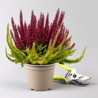 Calluna 'Colour Crown', zweifarbig, Topf-Ø 13 cm, 3 Pflanzen Calluna 'Colour Crown', zweifarbig, Topf-Ø 13 cm, 3 Pflanzen