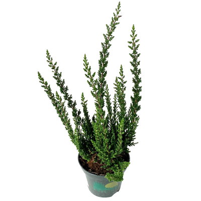 Besenheide SKYLINE®, Mischung zufällig, Topf-Ø 6,5 cm, 12 Pflanzen Besenheide SKYLINE®, Mischung zufällig, Topf-Ø 6,5 cm, 12 Pflanzen