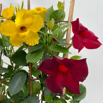 Dipladenie 'Duo' rot-gelb, Spalier, Topf-Ø 17 cm, Höhe ca. 50 cm