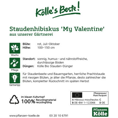 Staudenhibiskus 'My Valentine' rot, Topf 5 Liter