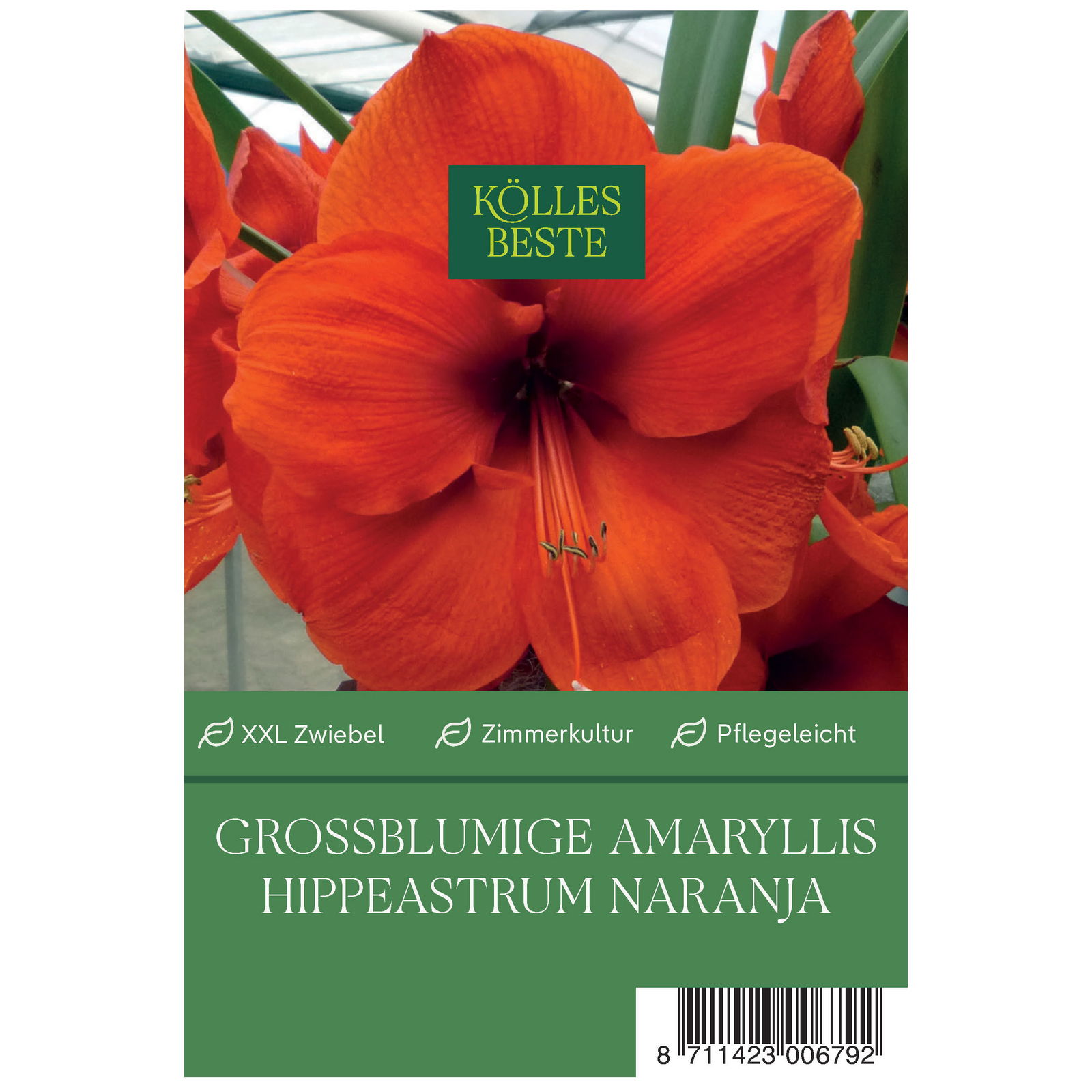 Großblumige Amaryllis Orange Souvereign orange, 1 Blumenzwiebel