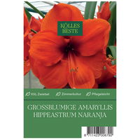 Großblumige Amaryllis Orange Souvereign orange, 1 Blumenzwiebel
