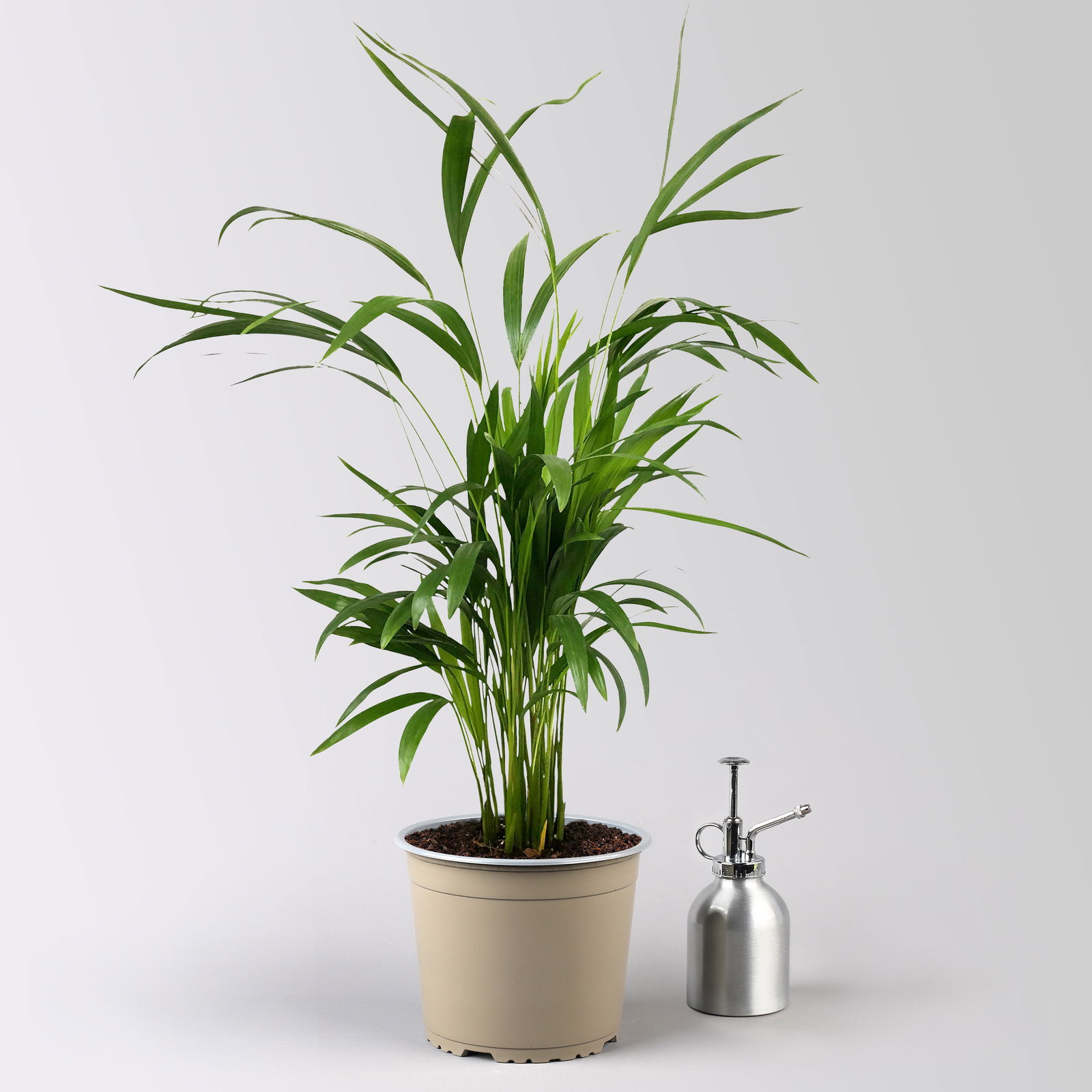 Goldfruchtpalme, Topf-Ø 17 cm, Höhe ca. 60 cm, 2 Pflanzen